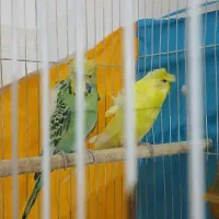 جفت مرغ عشق پروانه ای