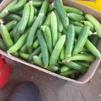 خیارشور به قیمت ۵۵۰۰۰۰۰ریال به فروش می رسد|عمده‌فروشی|مراغه, |دیوار