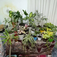 گل خانگی|گل و گیاه طبیعی|میانه, |دیوار