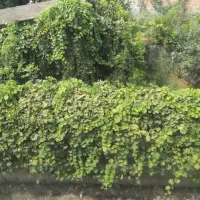 زمین خانه سرا|فروش زمین و ملک کلنگی|طبقده, |دیوار