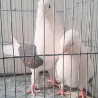 کفتر