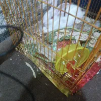 خرگوش بچه فروشی