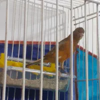 دوتاقناری مست بخون واس جوجه گیری عالین قیمت بالاست