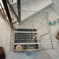 قفس عروس هلندی بزرگ در حد نو|لوازم جانبی حیوانات|نسیمشهر, |دیوار