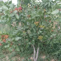 باغ پسته|فروش زمین و ملک کلنگی|انزل, |دیوار