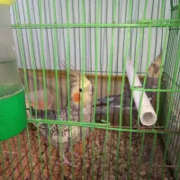 فروش سه جفت عروس هلندی خوشگل  تضمینی  به همه چیز