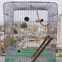 قفس عروس هلندی و طوطی برزیلی با وسایل