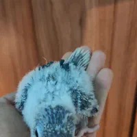 گرینچیک سرلاکی|پرنده|مشهد, گلبرگ|دیوار