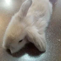 بچه خرگوش لوپ