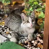 کارگر نظافت پاره وقت برای پانسیون گربه