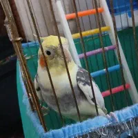 عروس هلندی