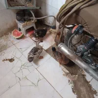 اردک نو جوان