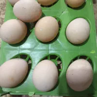 تخم مرغ نطفه دار ویاندوت اصل آمریکایی