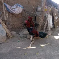 حیوانات مرغوب خروس|حیوانات مزرعه|سبزوار, قصبه شرقی|دیوار