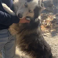 سگ هاسکی چشم یخی|سگ|مشهد, نیروی هوایی|دیوار