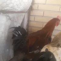 خروس دورگ جوان ۲ عدد|حیوانات مزرعه|سیرجان, |دیوار