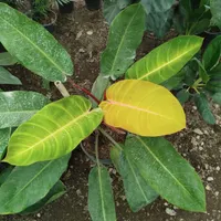 گلخانه
