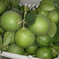 لیموترش درشت و آبدار ورب انار ترش