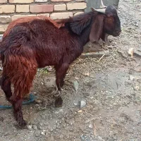 یک عدد چپشت نر چاق و سرحال.