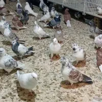 کبوتر تهرانی ساعت سنگین