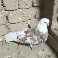 سلور نر فروشی