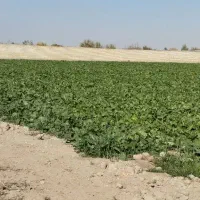 زمین صحرایی در قهجاورستان|فروش زمین و ملک کلنگی|اصفهان, قهجاورستان|دیوار