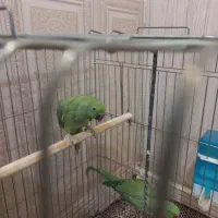 با سلام ملنگو ماده وحشی