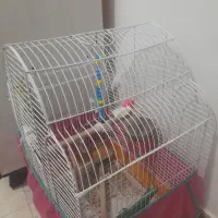 عروس هلندی|پرنده|سیاهکل, |دیوار