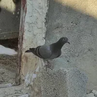 جوجه کبوترپلاکی|پرنده|بوشهر, |دیوار