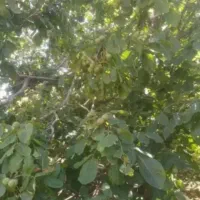 گردو میچینم از درخت شما