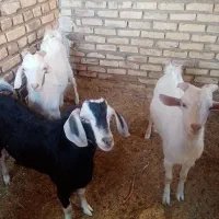 بزغاله دورگ سانن|حیوانات مزرعه|اسلامیه, |دیوار