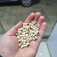 لوبیا قرمز، چیتی، چشم بلبلی کیلویی 105