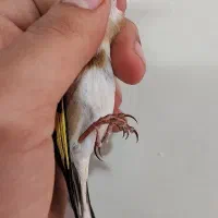 سهره نر|پرنده|تهران, جیحون|دیوار