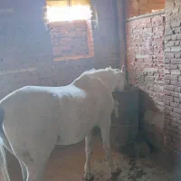 دو عدد اسب نر در عجب شیر|حیوانات مزرعه|عجب شیر, |دیوار