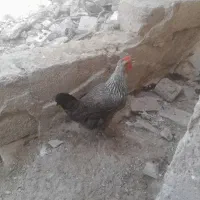 مرغ