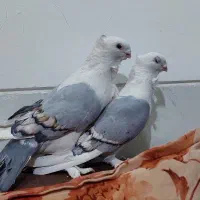 کبوتر دوکت آبی