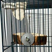 مرغ‌عشق‌نر‌سالم|پرنده|مریوان, |دیوار