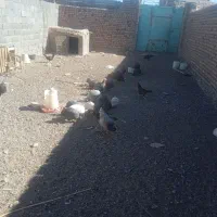 مرغ و خروس گلین شاخدار برهما بوقلمون ویاندوت|حیوانات مزرعه|بیرجند, |دیوار