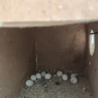 عروس هلندی نر و ماده همراه باتخم، با تمام وسایل
