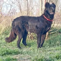 ماده سیاه ۱۱ ماهه