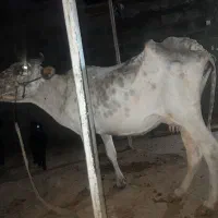 گاو و گوساله نر|حیوانات مزرعه|مهر, |دیوار