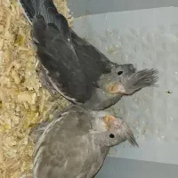 جوجه عروس وایت فیت|پرنده|بهشهر, |دیوار