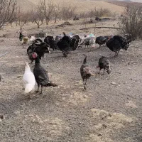 تعدادی بوقلمون طبیعی|حیوانات مزرعه|اهر, |دیوار