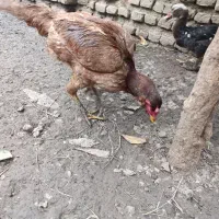 مرغ لاری|حیوانات مزرعه|گرگان, |دیوار