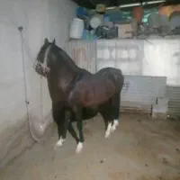 اسب دره شور چهار قلم سفید پنج نشان