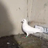 کفتر