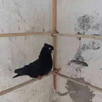 کبوتر سیاه بازی باز