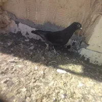 کفتر یهودی و زاغ