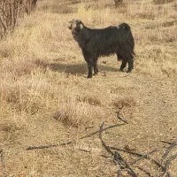 فروش بز و پازن