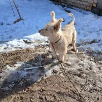 فروشی|سگ|تربت‌حیدریه, حسنی بالا|دیوار